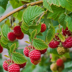 6 x Raspberry Tulameen Bare Root Canes - Grow Your Own Fresh Raspberries