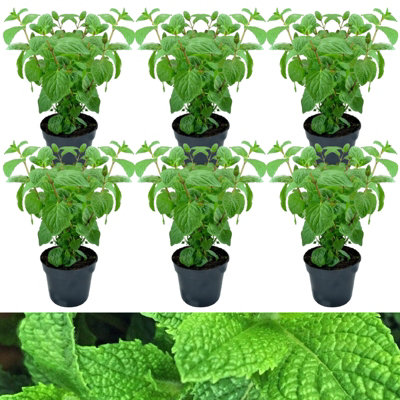 Buy 6 x Slug Off Mint Plants in 9cm Pots - Aromatic Plants To Deter ...