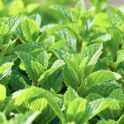 6 x Slug Off Mint Plants in 9cm Pots - Aromatic Plants To Deter Slugs