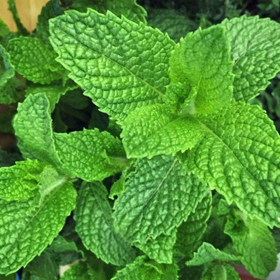6 x Slug Off Mint Plants in 9cm Pots - Aromatic Plants To Deter Slugs - 3