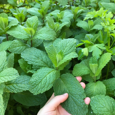 6 x Slug Off Mint Plants in 9cm Pots - Aromatic Plants To Deter Slugs - 4