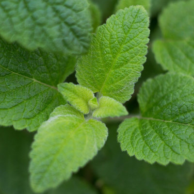 6 x Slug Off Mint Plants in 9cm Pots - Aromatic Plants To Deter Slugs - 5