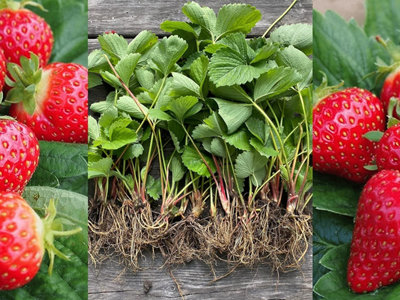 6 x Strawberry Cambridge Favourite Bare Roots - Grow Your Own Fruit Strawberry Plants