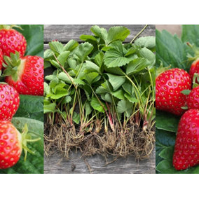 6 x Strawberry Mixed Bare Roots - A Mix of High Yielding Varieties