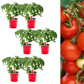 6 x Tomato Plants 'Alicante'- Growing Plants in 9cm Pots - Ideal for Beginners