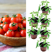 6 x Tomato Plants 'Gardeners Delight'- Growing Plants in 9cm Pots