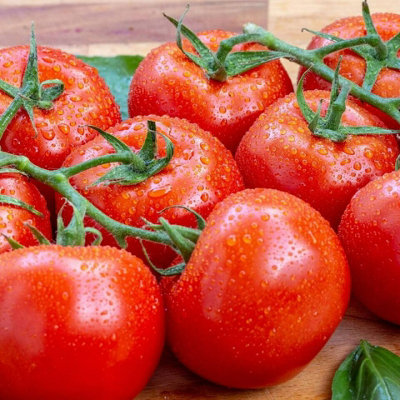 6 x Tomato Plants 'Gardeners Delight'- Growing Plants in 9cm Pots