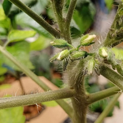 6 x Tomato Plants 'Gardeners Delight'- Growing Plants in 9cm Pots - 3