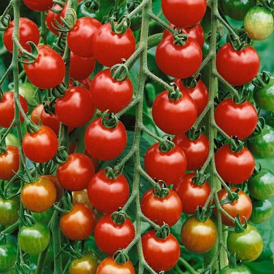 6 x Tomato Plants Gardeners Delight Growing Plants in 9cm Pots