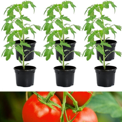 Zenzei Tomato Seeds | Park Seed | Park Seed