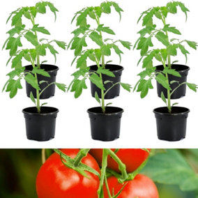 6 x Tomato Plants 'Moneymaker'- Growing Plants in 9cm Pots - Ideal for Beginners
