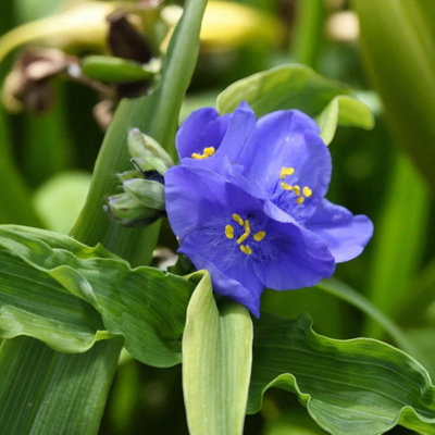6 x Tradescantia Leonora Bare Root Violet Blue Spiderwort