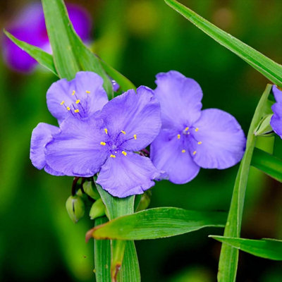6 x Tradescantia Leonora Bare Root Violet Blue Spiderwort