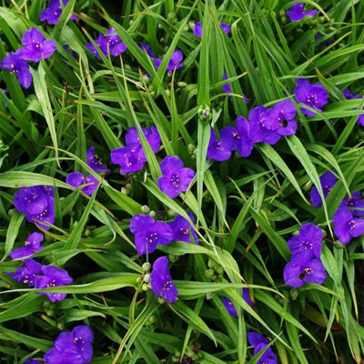 6 X TRADESCANTIA LEONORA BARE ROOT VIOLET BLUE SPIDERWORT