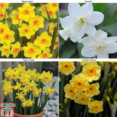 60 Mixed Dwarf Daffodil Narcissus Bulbs - Spring Flowering - Ideal for Borders & Containers