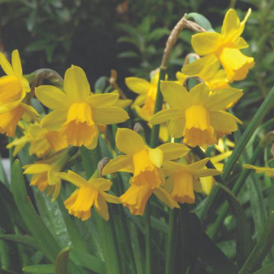 60 Mixed Dwarf Daffodil Narcissus Bulbs - Spring Flowering - Ideal for Borders & Containers