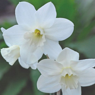 60 Mixed Dwarf Daffodil Narcissus Bulbs - Spring Flowering - Ideal for Borders & Containers - 3