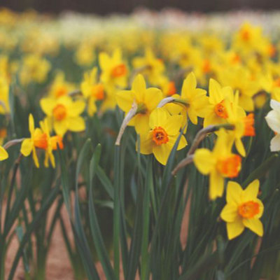 60 Mixed Dwarf Daffodil Narcissus Bulbs - Spring Flowering - Ideal for Borders & Containers - 4