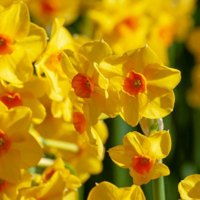 60 Mixed Dwarf Daffodil Narcissus Bulbs - Spring Flowering - Ideal for Borders & Containers - 5