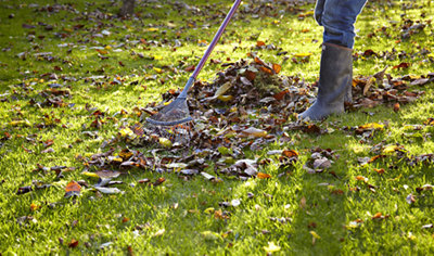 Using a metal garden rake to rake leaves on a lawn into a pile.