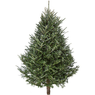 6ft Fresh Cut Fraser Fir Christmas Tree Real Live Fresh Seasonal Xmas Tree (6ft, 180cm) Delivery 16th - 20th December