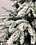 6ft Snowy Green Half Parasol Christmas Artificial Tree