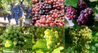 6x Mixed Large Grape Fruit Vine Collection Includes Seedless in 2/3 ...
