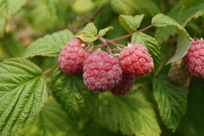 6x Mixed Potted Raspberry Fruit Plants 6 Varieties in 2 Litre Pots By ...
