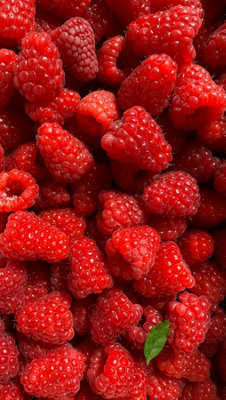 6x Mixed Potted Raspberry Fruit Plants 6 Varieties in 2 Litre Pots By ...