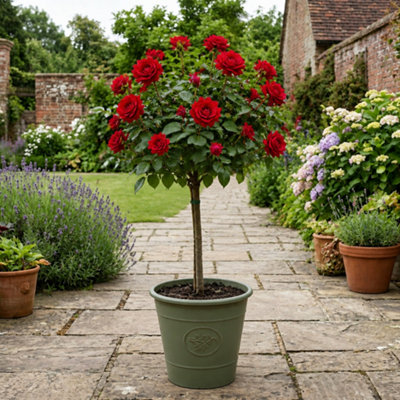 7.5L Red Standard Rose Tree 100-110cm with Olive Green Planter ...