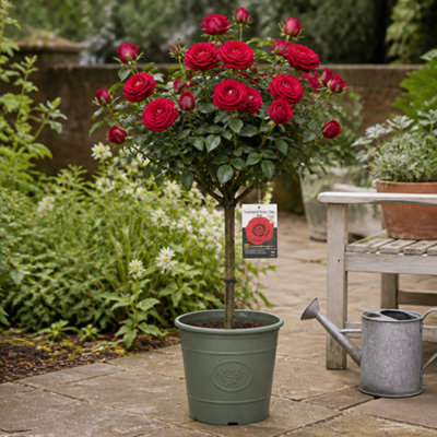 7.5L Red Standard Rose Tree 100-110cm with Olive Green Planter ...