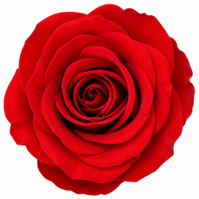 7.5L Red Standard Rose Tree 100-110cm with Olive Green Planter ...