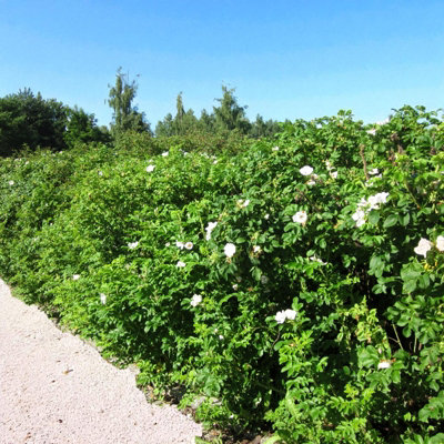 7 x Rosa Rugosa Alba Bare Root Hedging - 40-60cm High Fragrant White ...