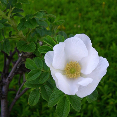 7 x Rosa Rugosa Alba Bare Root Hedging - 40-60cm High Fragrant White ...