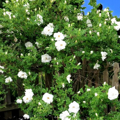 7 x Rosa Rugosa Alba Bare Root Hedging - 40-60cm High Fragrant White ...
