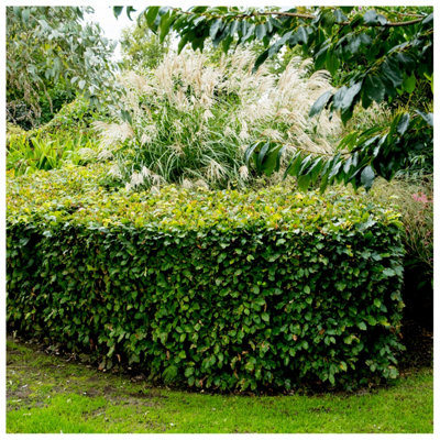 70 Green Beech Hedging Plants 4-5ft,Copper Autumn Colour 120-150cm Trees 3FATPIGS