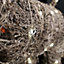 71cm Battery Operated Rattan Woven Comet Reindeer with Warm White LEDs