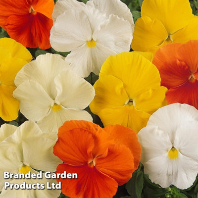 72 Pansy Daffodil Mixed Plants  - Winter Flowering