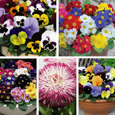72 Plants - Ultimate Winter Bedding Collection - Plug Plants