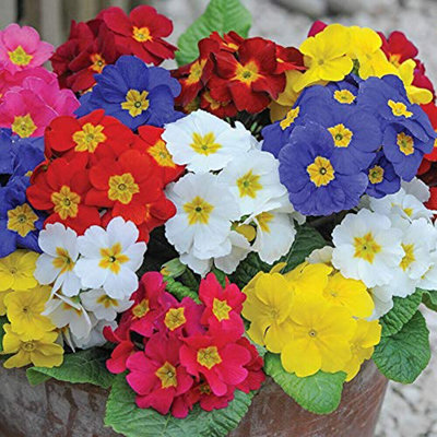 72 Plants - Ultimate Winter Bedding Collection - Plug Plants