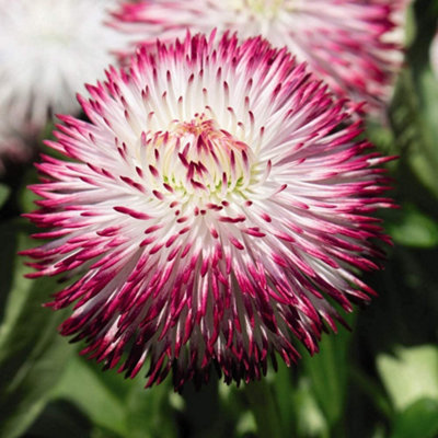 72 Plants - Ultimate Winter Bedding Collection - Plug Plants - 3