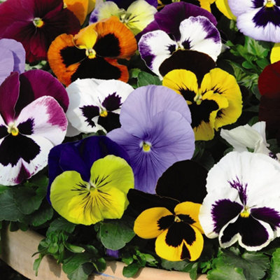 72 Plants - Ultimate Winter Bedding Collection - Plug Plants - 4