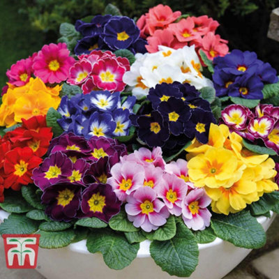 72 Plants - Ultimate Winter Bedding Collection - Plug Plants - 5