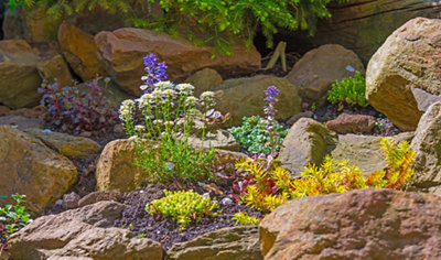 A collection of brightly colored alpine plants growing among rocks, with vibrant flowers in various hues.