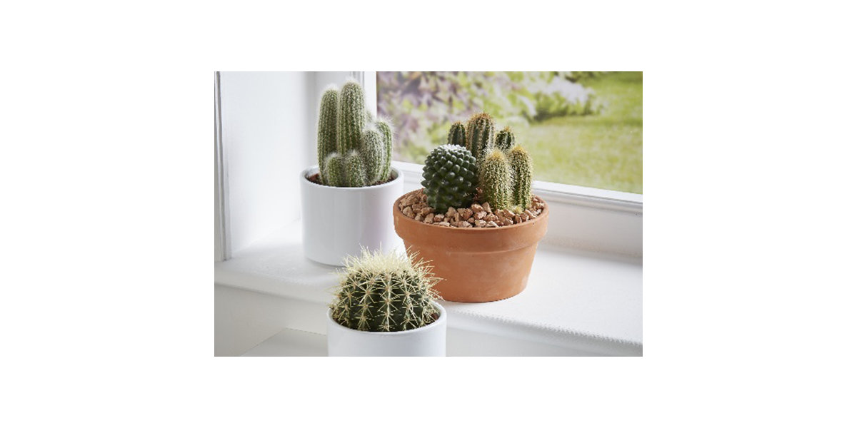 House plant buying guide Outdoor & Garden B&Q