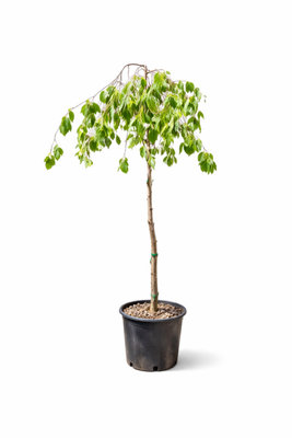 Charellagardens Betula Pendula YoungiiYoung's Weeping Birch Tree from B&Q