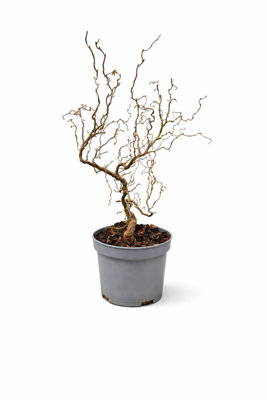 Charellagardens Corylus Avellana MedusaContorted Hazel TreeLive Potted Plant from B&Q