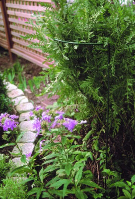 Poppy Forge Border Support Rust (Pack Of 4)L25 X W38 X H50 CmBare Metal/ready To Rust from B&Q