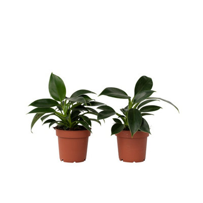 Plant In A Box Sweetheart Plant - 2 Pcs. - Philodendron Princess - H20-30Cm - Pot 12Cm Green