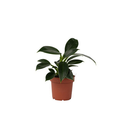 Plant In A Box Sweetheart Plant - Philodendron Princess - Height 20-30Cm - Pot 12Cm Green